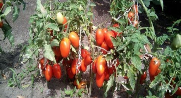 Popis a charakteristika odrůdy rajčat lel